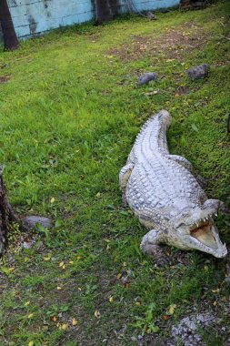 nehir kıyısında kreş Hamat Gader Kuzey İsrail timsahlar yaşıyor 