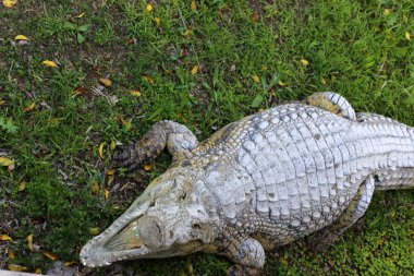nehir kıyısında kreş Hamat Gader Kuzey İsrail timsahlar yaşıyor 