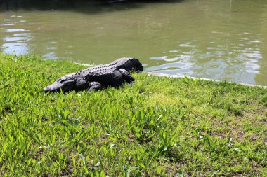 nehir kıyısında kreş Hamat Gader Kuzey İsrail timsahlar yaşıyor 