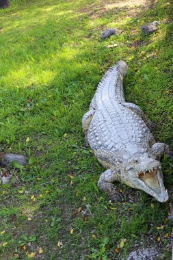 nehir kıyısında kreş Hamat Gader Kuzey İsrail timsahlar yaşıyor 