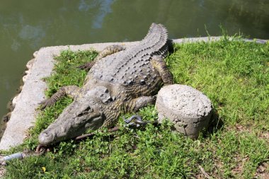 nehir kıyısında kreş Hamat Gader Kuzey İsrail timsahlar yaşıyor 