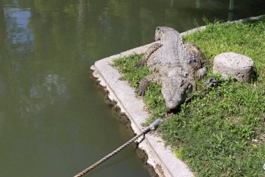 nehir kıyısında kreş Hamat Gader Kuzey İsrail timsahlar yaşıyor 