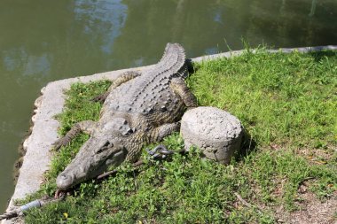 nehir kıyısında kreş Hamat Gader Kuzey İsrail timsahlar yaşıyor 