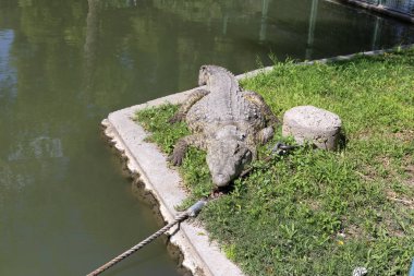 nehir kıyısında kreş Hamat Gader Kuzey İsrail timsahlar yaşıyor 