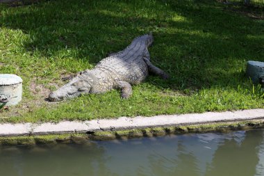 nehir kıyısında kreş Hamat Gader Kuzey İsrail timsahlar yaşıyor 