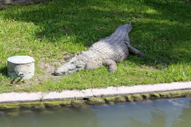 nehir kıyısında kreş Hamat Gader Kuzey İsrail timsahlar yaşıyor 