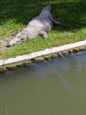 nehir kıyısında kreş Hamat Gader Kuzey İsrail timsahlar yaşıyor 
