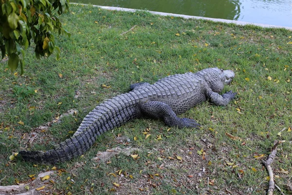 Крокодилы Живут Берегу Реки Питомнике Хамат Гейдер Севере Израиля — стоковое фото