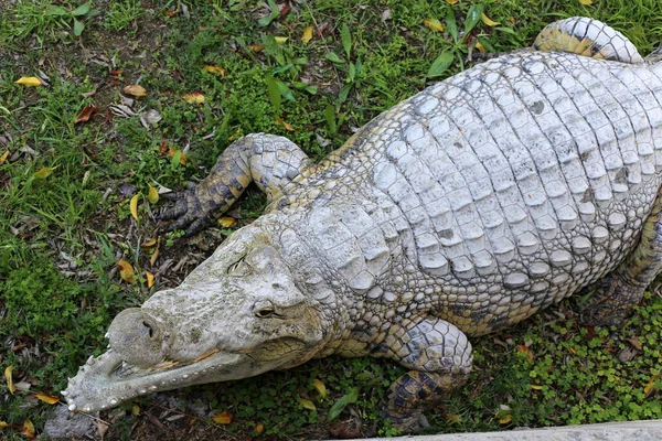 Crocodiles Vivent Sur Rive Rivière Dans Pépinière Hamat Gader Dans — Photo