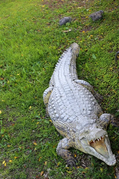 Crocodiles Vivent Sur Rive Rivière Dans Pépinière Hamat Gader Dans — Photo