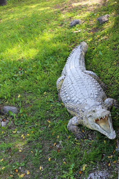 nehir kıyısında kreş Hamat Gader Kuzey İsrail timsahlar yaşıyor 