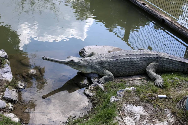 Crocodilos Vivem Margem Rio Berçário Hamat Gader Norte Israel — Fotografia de Stock