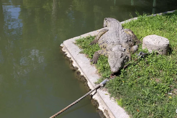 nehir kıyısında kreş Hamat Gader Kuzey İsrail timsahlar yaşıyor 