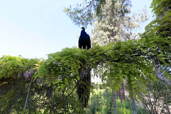 大きな尾を持つ孔雀が市立公園に住んでいる — ストック写真