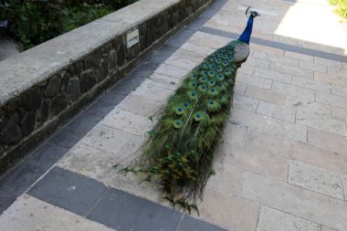 bir şehir parkında büyük kuyruk yaşayan bir tavuskuşu 