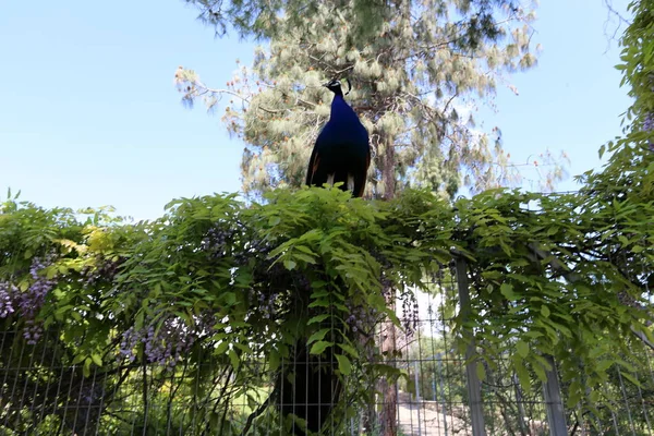 a peacock with a big tail lives in a city park