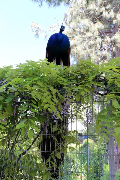 a peacock with a big tail lives in a city park