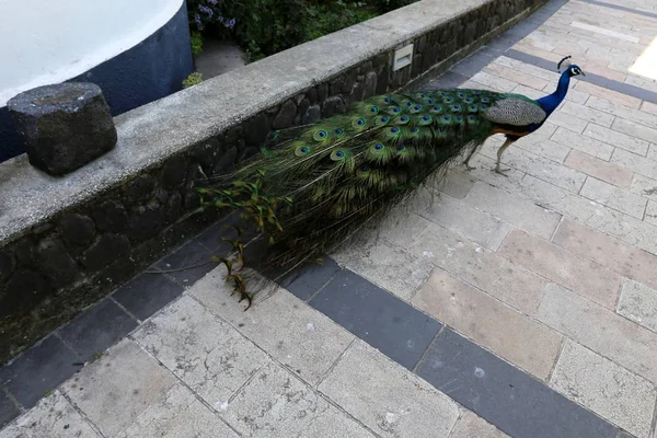 a peacock with a big tail lives in a city park