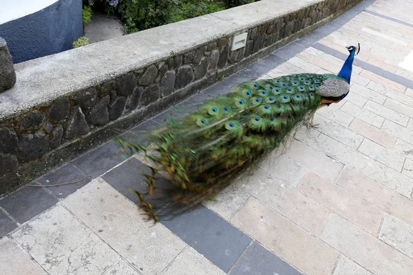 a peacock with a big tail lives in a city park