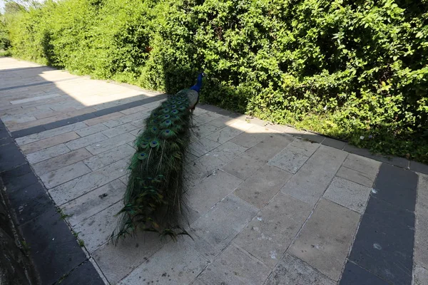 a peacock with a big tail lives in a city park