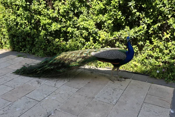 Pavão Com Uma Cauda Grande Vive Parque Cidade — Fotografia de Stock