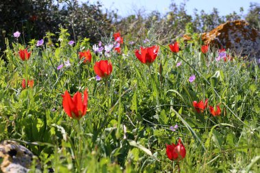 Israil devletinin kuzeyinde bahar bitkiler ve çiçekler 
