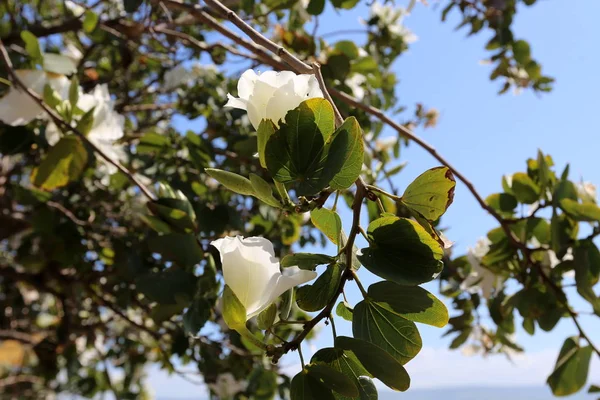 Frühlingspflanzen Und Blumen Norden Des Bundesstaates Israel — Stockfoto