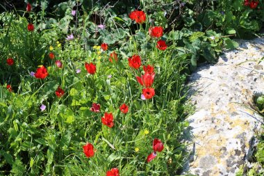 Israil devletinin kuzeyinde bahar bitkiler ve çiçekler 