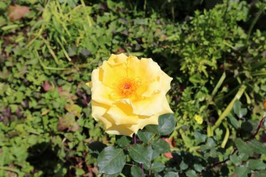 Israil devletinin kuzeyinde bahar bitkiler ve çiçekler 