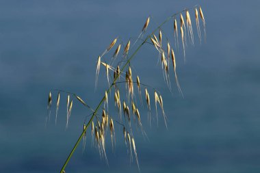 Israil devletinin kuzeyinde bahar bitkiler ve çiçekler 
