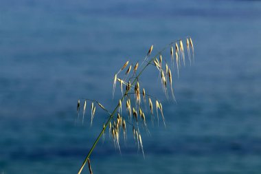 Israil devletinin kuzeyinde bahar bitkiler ve çiçekler 