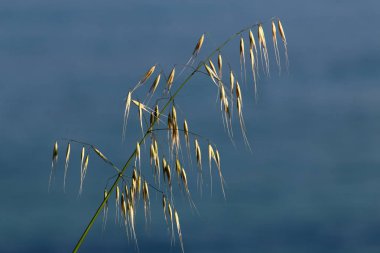 Israil devletinin kuzeyinde bahar bitkiler ve çiçekler 