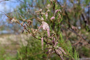 Israil devletinin kuzeyinde bahar bitkiler ve çiçekler 