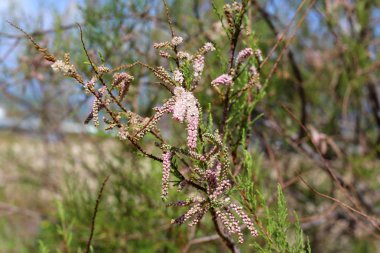 Israil devletinin kuzeyinde bahar bitkiler ve çiçekler 