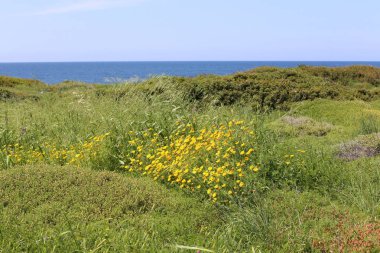 Israil devletinin kuzeyinde bahar bitkiler ve çiçekler 