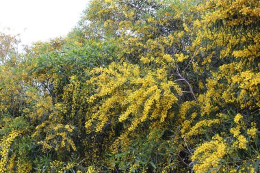 Israil devletinin kuzeyinde bahar bitkiler ve çiçekler 