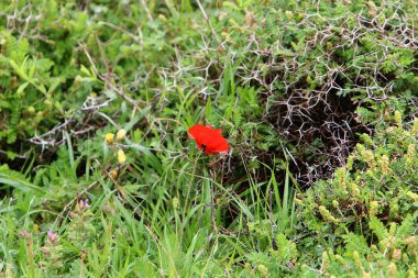 Israil devletinin kuzeyinde bahar bitkiler ve çiçekler 