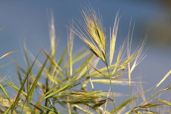 Lente Planten Bloemen Het Noorden Van Staat Israël — Stockfoto