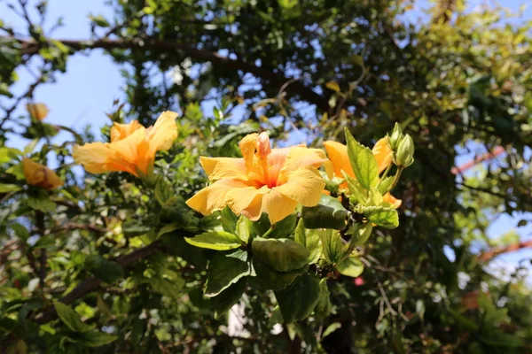 Plantas Primavera Flores Norte Estado Israel — Fotografia de Stock