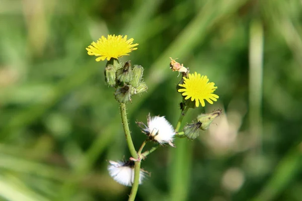 Frühlingspflanzen Und Blumen Norden Des Bundesstaates Israel — Stockfoto