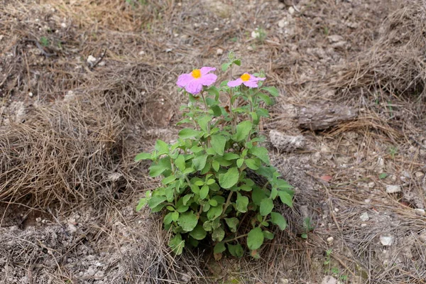 Fjäder Växter Och Blommor Norra Delen Staten Israel — Stockfoto