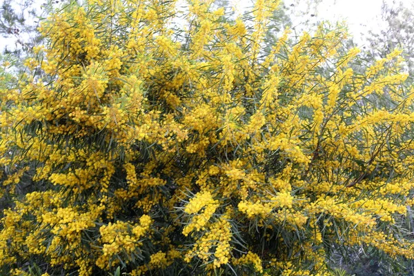 Plantas Primavera Flores Norte Del Estado Israel — Foto de Stock