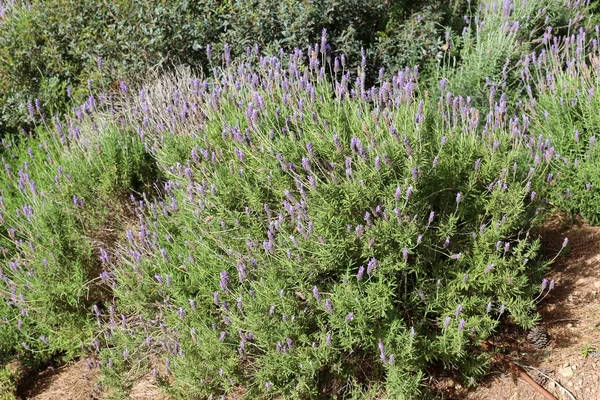 Plante Primăvară Flori Nordul Statului Israel — Fotografie, imagine de stoc