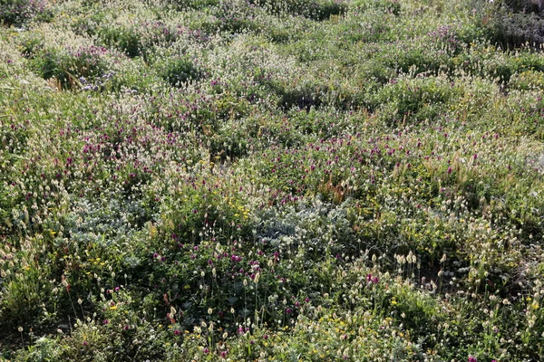 イスラエルの州北部の春の植物と花 — ストック写真