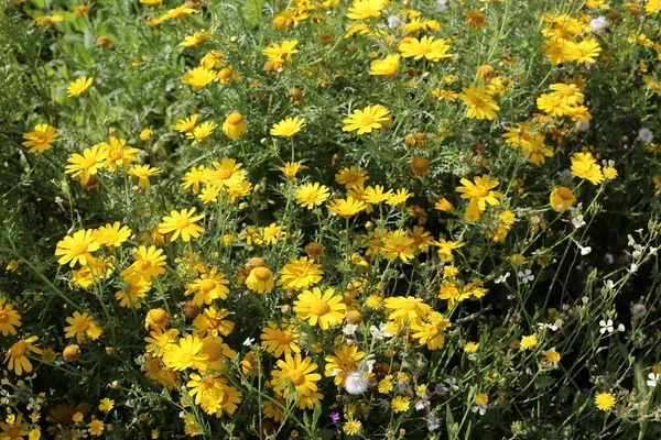 Fjäder Växter Och Blommor Norra Delen Staten Israel — Stockfoto