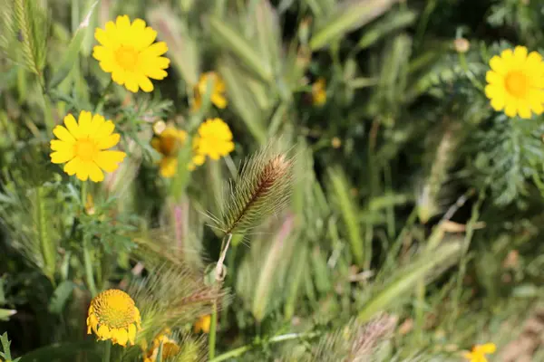 Frühlingspflanzen Und Blumen Norden Des Bundesstaates Israel — Stockfoto