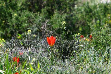 Israil devletinin kuzeyinde bahar bitkiler ve çiçekler 
