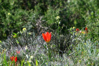 Israil devletinin kuzeyinde bahar bitkiler ve çiçekler 
