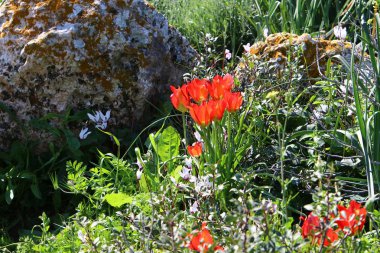 Israil devletinin kuzeyinde bahar bitkiler ve çiçekler 