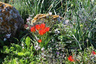 Israil devletinin kuzeyinde bahar bitkiler ve çiçekler 